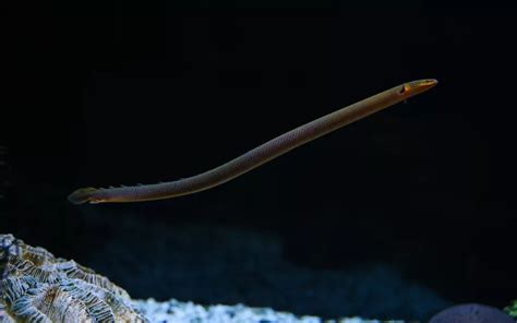 rope fish|Rope Fish Care: Complete Guide for Beginners .